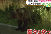 【動画】 札幌の住宅街にクマ　堂々と9時間徘徊