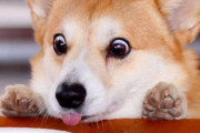 外国人「この日本のコーギーの表情を見れば一日幸せになれる！」