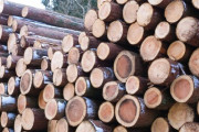 【悲報】 木材価格、とんでもない事になる