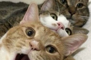 【ねこ画像】ベッドにジャンプしたいぽっちゃり猫さん…どんくさいところもたまりませんwww