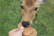 【マジ注意】「奈良公園の鹿に野菜を与える人がいるけど絶対にそれだけはやめて！」鹿の有識者が注意喚起！　「鹿せんべい」しか食べない理由はこれだったのか・・・