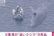 【訃報】大阪湾の迷いクジラ“淀ちゃん”、逝く