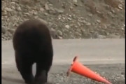 【動画】ヒグマさん「おっ、カラーコーンが倒れとるやんけ・・・」