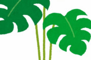 観葉植物的なやつで食べられる草