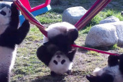 カンフーパンダになることは難しい？！可愛らしい赤ちゃんパンダ達の戯れ合う姿にほっこりします