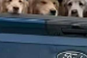 イヌたちが車の荷台にいた。ボールをラケットで遠くに飛ばす → テールゲートを開けるとこうなります…