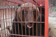 体重約400キロ…こうして巨大ヒグマは捕獲された　約2週間前にも出没？「よくわなに入ったな」地元猟友会会長も驚いた…過去最大級の巨体