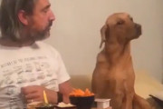 見てないっすよ！飼い主が食べているのをじっと見ていた犬だが、飼い主に見られると？