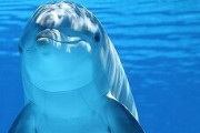 Google、イルカのコミュニケーション解読を目指すAIモデル「DolphinGemma」発表