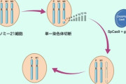 【速報】医学会に衝撃。ダウン症の人の細胞から余分な21番染色体を除去できるように