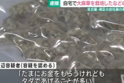 自宅で大麻草を栽培していた男を逮捕　「たまに売ってたけどタダであげることのほうが多かった」と供述