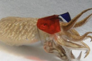 アメリカの科学者さん、イカに3Dメガネをかけさせ実験を行うｗｗｗｗｗｗ