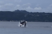 【画像】東京湾にシャチ現る