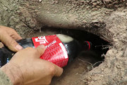 【衝撃】穴にコーラを流し込んで魚を獲ってたら哺乳類が飛び出してきた動画が大人気