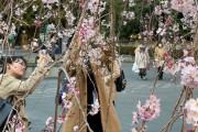 【海外の反応】上野公園のサクラ、開花！