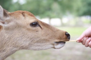 奈良公園のシカ、観光客に媚びなくなる　せんべいをもらう前のおじぎの回数が減少