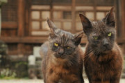 【どうぶつ画像】お寺のガン飛ばしねこ、NNN監視団、ねこの授乳中に紛れ込む ほか
