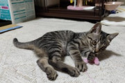 【画像多め】VIPPERから譲り受けた子猫、先住猫と対面するwwww