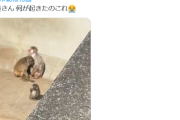 【悲報】群れに馴染めない子ザル、ボスザルに引きずり回されるｗｗｗｗ