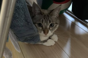 【ねこ画像】潜む猫、猫の手・・・ぎゃー！ ほか【再】