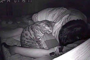 【悲報】ネッコ、飼い主を殺そうとする