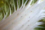 【画像】白菜に『黒い点』があっても、食べたほうがいい理由がこちら！