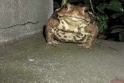 【画像】めっちょでかいカエルが玄関の前にいて草ｗｗｗ