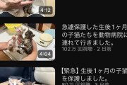 ギネス記録の猫系動画「もちまる日記」に登場した「生後１カ月の子猫」をめぐる賛否 |  猫って、害獣だよね？