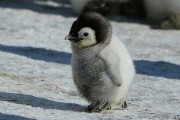 【悲報】ペンギンの赤ちゃん、かわヨすぎる （※画像あり）