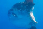 【動画】巨大なマンボウさん、おやつの様に食べられてしまう・・・