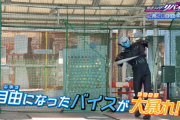 【仮面ライダーリバイス】新フォームで自由になったバイス、大暴れ･･･