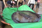 【動画】世界最大の淡水魚か。メコン川で300kgの淡水アカエイが釣り上げられる。