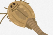 カブトエビとかいう三億年も前から存在してる謎生物wywywywywywywywywy