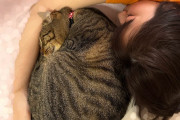 【画像】有澤一華ちゃんの飼い猫、丸い！丸すぎる！【みーみくん】