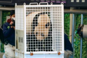 和歌山のパンダ3頭が返還 ← 日本人「そう」