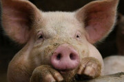 【閲覧注意】豚さん、生きたまま人間の食卓へ