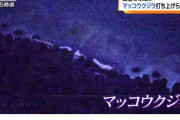 【仙台湾】宮城県の海岸に巨大な「マッコウクジラ」が漂着しているのを発見！数年に1回程度の出来事
