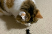 クワガタをぎゃくたいするねこ？されるねこ？【再】