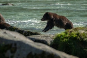 【悲報】北海道で家畜を荒らし回ったヒグマ「OSO18」、弱者オスだった……