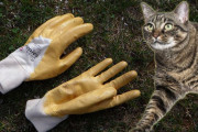 近所の家から次々と園芸用手袋が消える事件、犯人は手袋コレクターの猫だった！