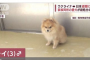 【悲報】日本に犬を連れて来たウクライナ難民「こんなことになるならウクライナで死ぬべきでした」