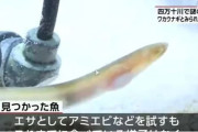 韓国人「日本の四万十川で正体不明の希少ウナギを発見！このウナギの正体とは？」　韓国の反応