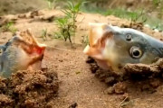 【ネタ動画】お前らが想像する1.5倍すごい魚見つけてきたｗｗｗｗｗｗ