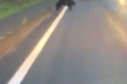 【悲報】熊、轢かれるｗｗｗｗｗｗｗｗｗｗｗｗｗｗ