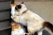 【ねこ画像】ぎゅっ！、くんかくんか・・・、水飲めてないｗ ほか【再】