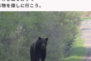 【画像】クマ「ねぇ人間さん、ぼくは『害獣』なの？」