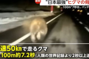 ヒグマの驚異的な身体能力…100mを約7.2秒(時速50km)で走り、パンチ力は2トン！