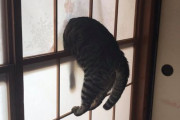 外国人「日本の猫ちゃん、障子にはまって動けなくなってしまう…」