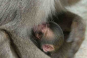 【大分】赤ちゃんザルに「エール」命名　「コロナに負けず頑張ろう！」　／高崎山自然動物