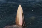 海外「ゾクっとした」ぱっくり口開け、立ち泳ぎでじっと餌を待つクジラが不気味すぎる　海外の反応